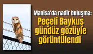 Manisa’da nadir buluşma: Peçeli Baykuş gündüz gözüyle görüntülendi