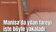 Manisa'da yılan fareyi işte böyle yakaladı