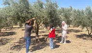 Manisa'da zeytin sineğine karşı önlem