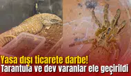 Yasa dışı ticarete darbe! Tarantula ve dev varanlar ele geçirildi