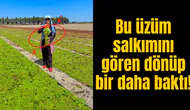 Bu üzüm salkımını gören dönüp bir daha baktı!