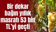 Bir dekar bağın yıllık masrafı 53 bin TL’yi geçti