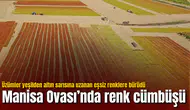 Manisa Ovası’nda renk cümbüşü