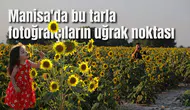 Manisa'da bu tarla fotoğrafçıların uğrak noktası