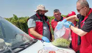 Manisa’da organik üzümde pestisit denetimleri sürüyor