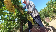 ÜZÜMÜN BAŞKENTİ’NDE HASAT BEREKETİ DEVAM EDİYOR