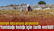 Antepli tüccarların gözdesiydi: Yuntdağı fıstığı için tarih verildi!
