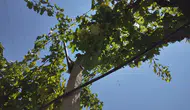 Alaşehir’de 30 bine yakın dekar arazi sulama sistemiyle buluştu