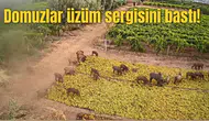 Domuzlar üzüm sergisini bastı!