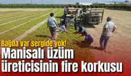 Bağda var sergide yok! Manisalı üzüm üreticisinin fire korkusu