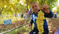 Sarıgöl'de üzümde rekor rekolte beklentisi