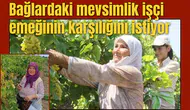 Bağlardaki mevsimlik işçi emeğinin karşılığını istiyor