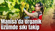 Manisa’da organik üzümde pestisit denetimleri sürüyor