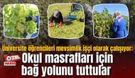 Üniversite öğrencileri mevsimlik işçi olarak çalışıyor: Okul masrafları için bağ yolunu tuttular