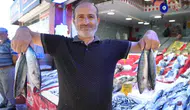 Karadeniz'de palamut balığı bereketi