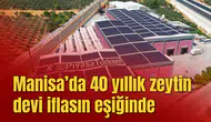 Manisa’da 40 yıllık zeytin devi iflasın eşiğinde