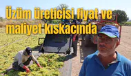 Üzüm üreticisi fiyat ve maliyet kıskacında