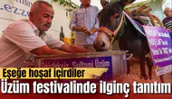 Üzüm festivalinde ilginç tanıtım: Eşeğe hoşaf içirdiler
