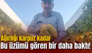 Bu üzümü gören bir daha baktı! Ağırlığı karpuz kadar