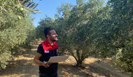 Manisa'da zeytin ve zeytinyağı rekoltesi için saha çalışmaları başladı