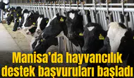 Manisa’da hayvancılık destek başvuruları başladı