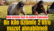 Üzüm üreticisi fiyat ve maliyet kıskacında: Bir kilo üzümle 2 litre mazot alınabilmeli