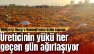 Milliyetçi Kongre Derneği’nden üzüm raporu: Üreticinin yükü her geçen gün ağırlaşıyor