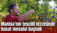 Manisa'nın tescilli lezzetinde hasat mesaisi başladı