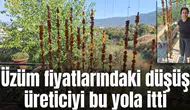 Üzüm para etmedi: Üretici bu yöne kaydı