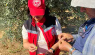 Manisalı zeytin üreticilerine "zeytin sineği" uyarısı