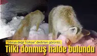 “Sibirya değil Türkiye” dedirten görüntü: Tilki donmuş halde bulundu