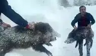 Eliyle domuz yakalayıp paylaştı! Çektiği görüntü pahalıya patladı