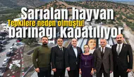 Sarıalan hayvan barınağı kapatılıyor