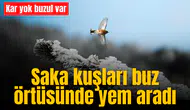 Saka kuşları buz örtüsünde yem aradı