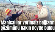 Manisalılar verimsiz bağların çözümünü bakın neyde buldu