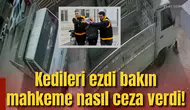 Kedileri ezdi bakın mahkeme nasıl ceza verdi!