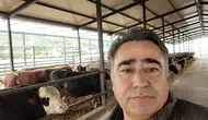 Ziraat mühendisi Özkaya: Buzağılara sahip çıkarsak ithal besiciliğe ihtiyaç olmaz