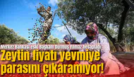 Merkez Bankası eski Başkanı Durmuş Yılmaz hesapladı: Zeytin fiyatı yevmiye parasını çıkaramıyor!