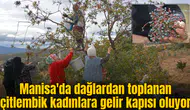 Manisa'da dağlardan toplanan çitlembik kadınlara gelir kapısı oluyor