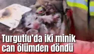 Turgutlu’da iki minik can ölümden döndü