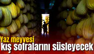 Tadıyla tescilli Kırkağaç kavunu 2027 sofraları için hazır