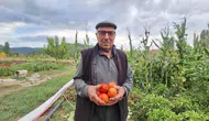 Dededen kalan domates tohumu 3 nesildir yaşatılıyor
