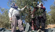 Manisa'da coğrafi işaretli zeytin için hasat başladı