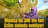 Manisa’da 300 bin ton üzüm dalında bekliyor!