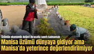 Manisa üzümü dünyaya gidiyor ama Manisa’da yeterince değerlendirilmiyor: Üzümün ekonomik değeri ihracatla sınırlı kalmamalı
