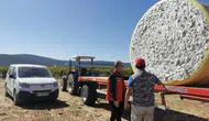 Saruhanlı’da beyaz altın pamukta hasat başladı
