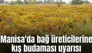Manisa'da bağ üreticilerine kış budaması uyarısı