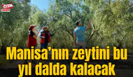 Manisa’nın zeytini bu yıl dalda kalacak