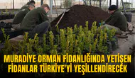 MURADİYE ORMAN FİDANLIĞINDA YETİŞEN FİDANLAR TÜRKİYE'Yİ YEŞİLLENDİRECEK