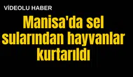 Manisa'da sel sularından hayvanlar kurtarıldı